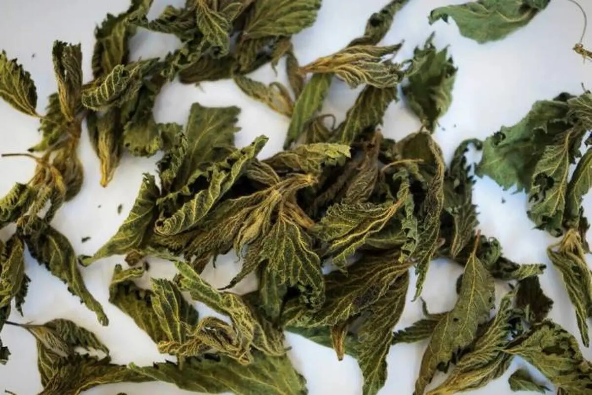آموزش خشک کردن نعنا با مایکرویو