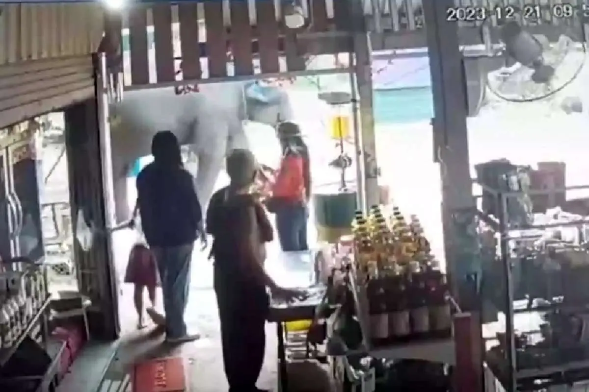 (ویدئو) حمله هولناک فیل خشمگین به یک زن