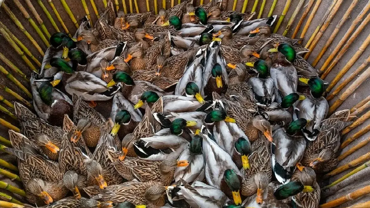 بازار فروش پرندگان مهاجر در فریدونکنار تعطیل شد