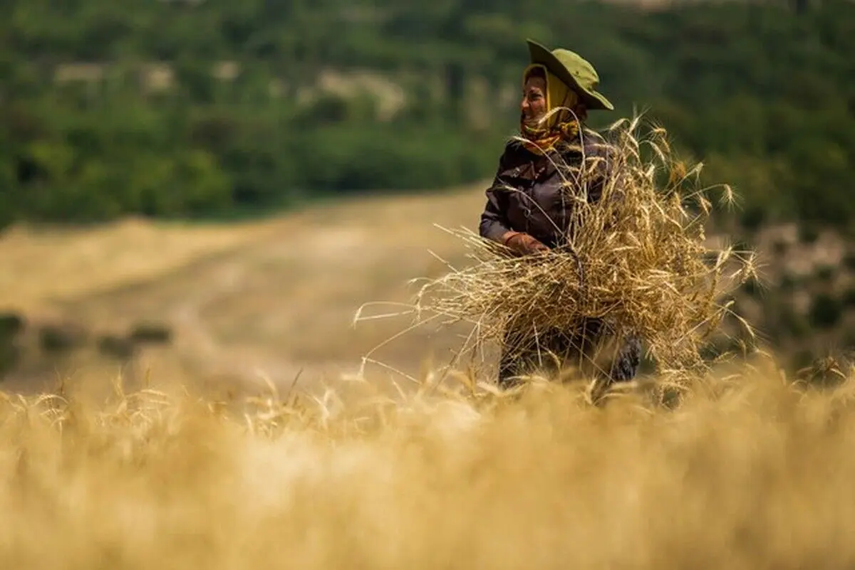 کشاورزی در حال سقوط، وزارت خانه مشغول چای دبش