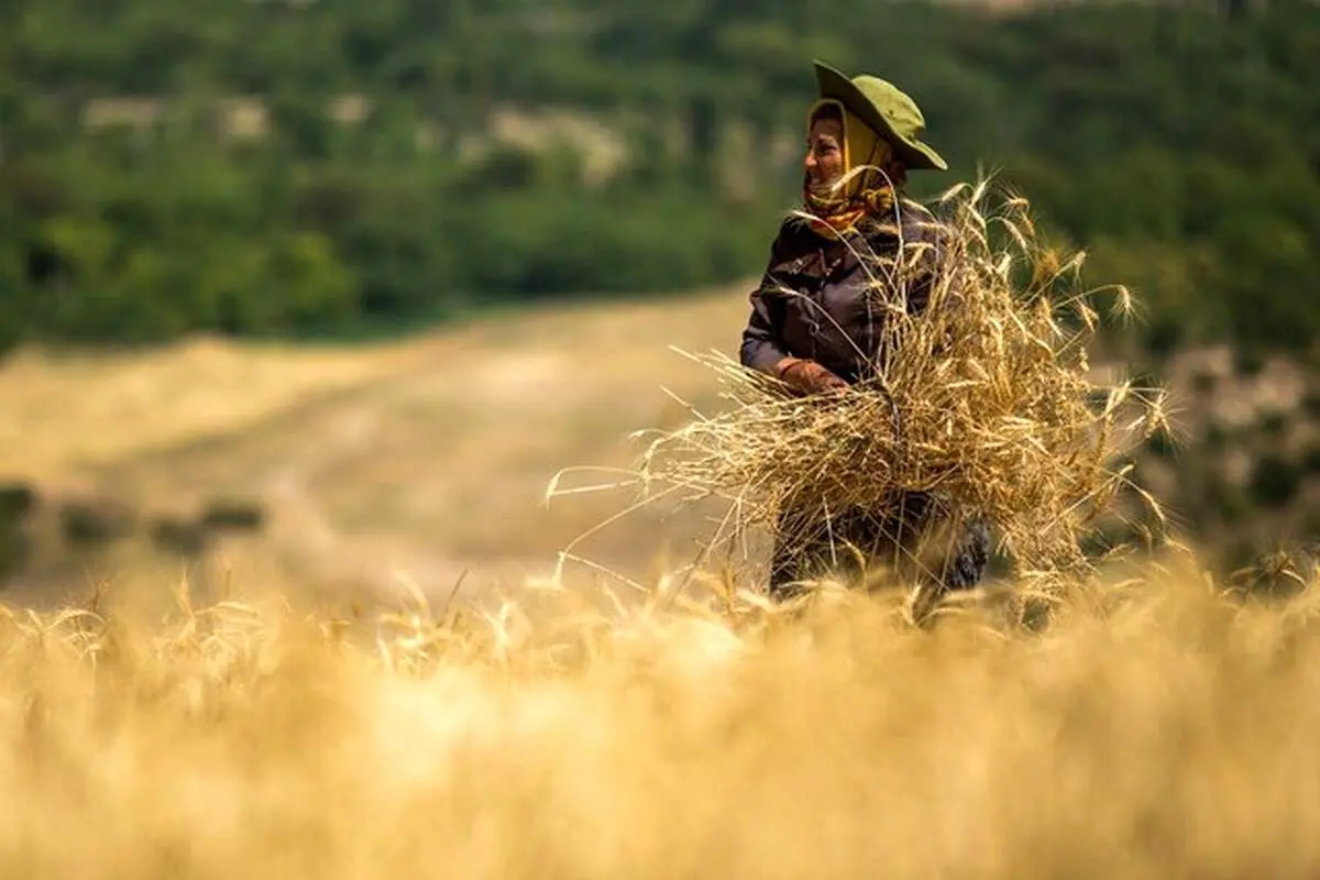 کشاورزی در حال سقوط، وزارت خانه مشغول چای دبش