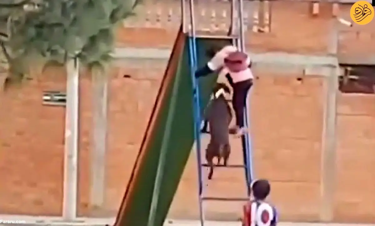 (ویدئو) سرسره بازی جالب یک سگ