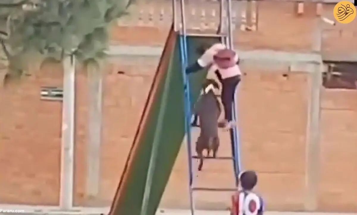 (ویدئو) سرسره بازی جالب یک سگ