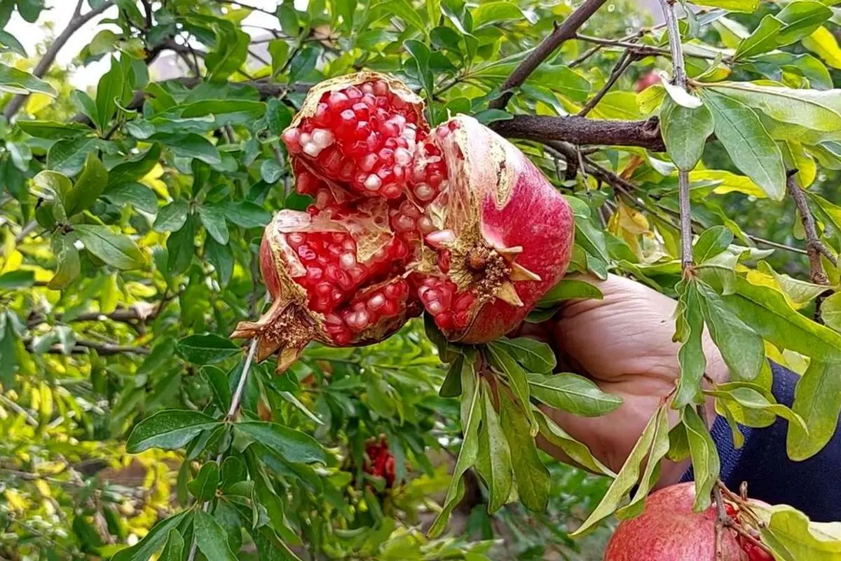چرا انار روی درخت ترک میخورد؟!