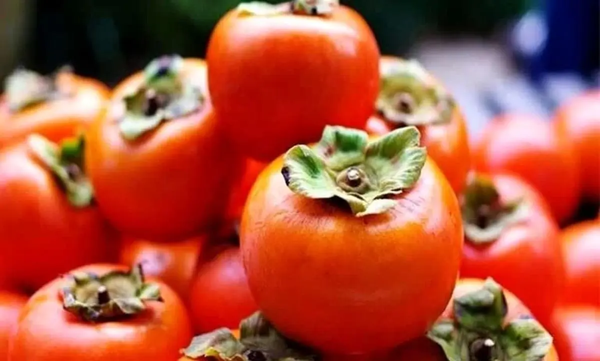 شگرد‌هایی برای نگهداری و ماندگاری طولانی‌تر خرمالو