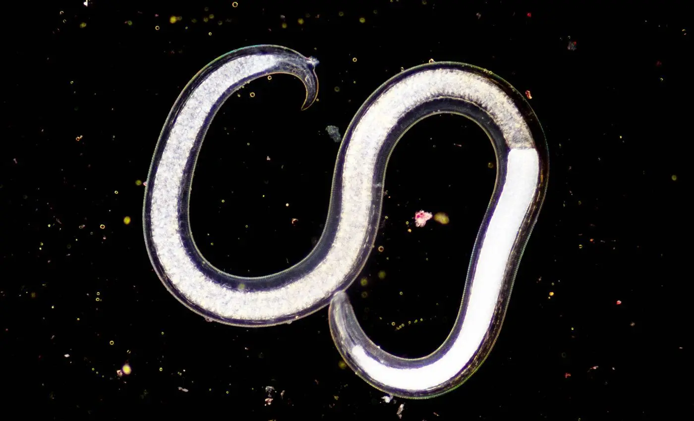 کرمی که ۴۶ هزار سال منجمد بود، دوباره زنده شد!