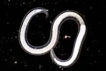 کرمی که ۴۶ هزار سال منجمد بود، دوباره زنده شد!