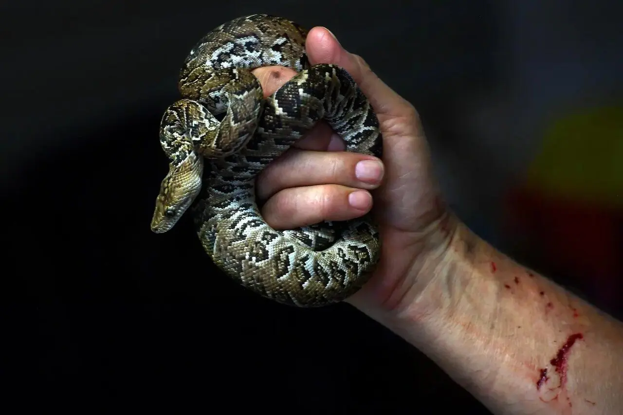 بوآهای کوبایی مثل گرگ‌ها شکار می‌کنند!