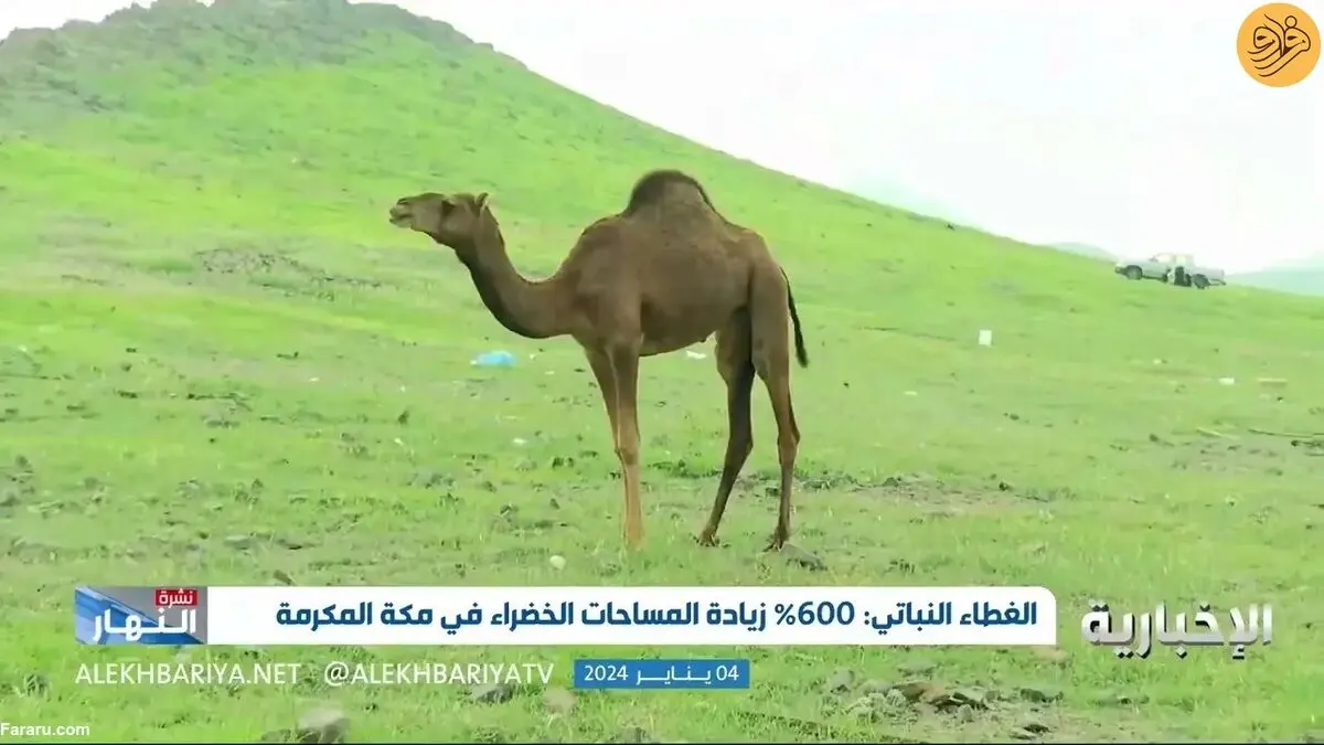 (ویدئو) افزایش ۶۰۰ درصدی فضای سبز مکه به دلیل بارش باران