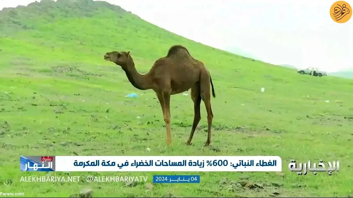 (ویدئو) افزایش ۶۰۰ درصدی فضای سبز مکه به دلیل بارش باران