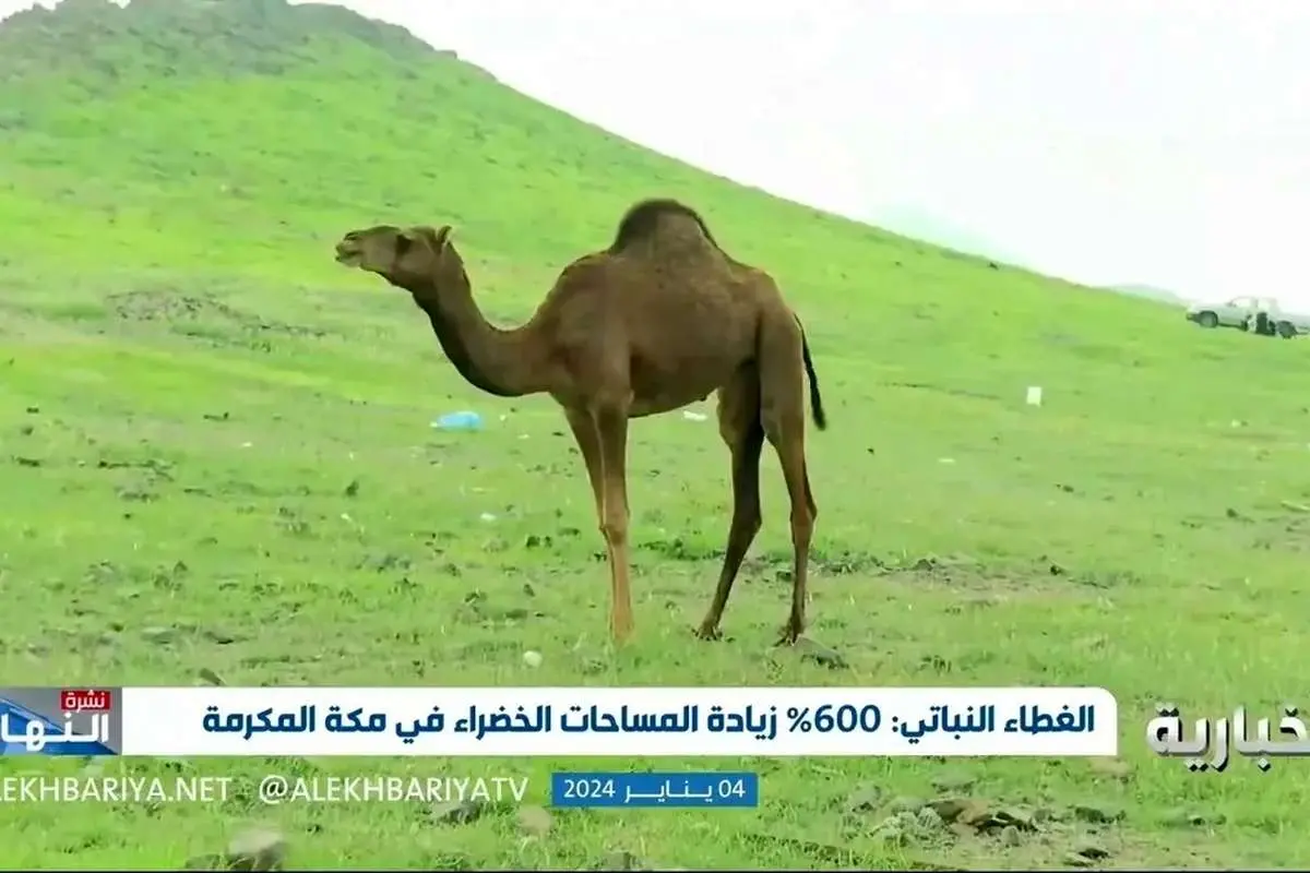 (ویدئو) افزایش ۶۰۰ درصدی فضای سبز مکه به دلیل بارش باران