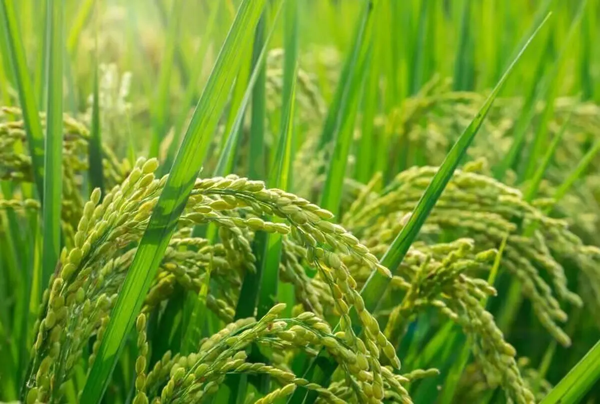 یک کشف جالب درباره برنج