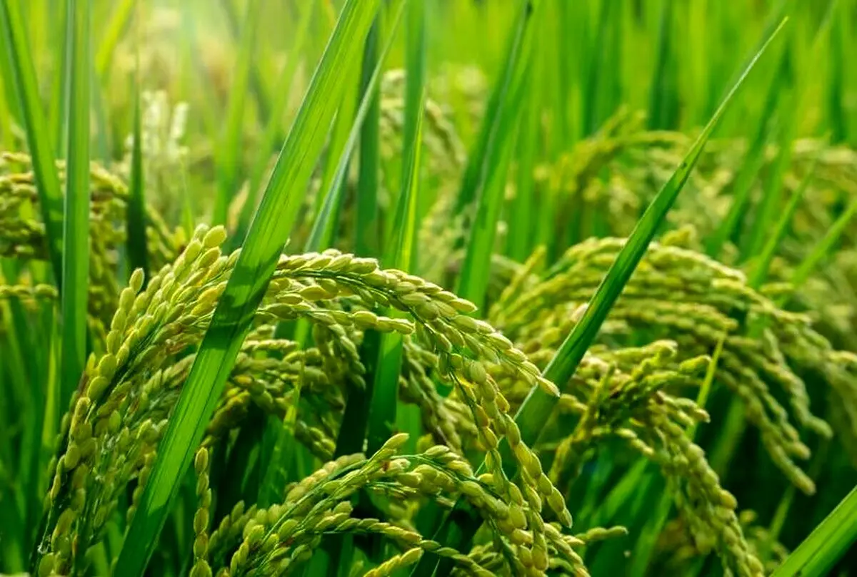 یک کشف جالب درباره برنج