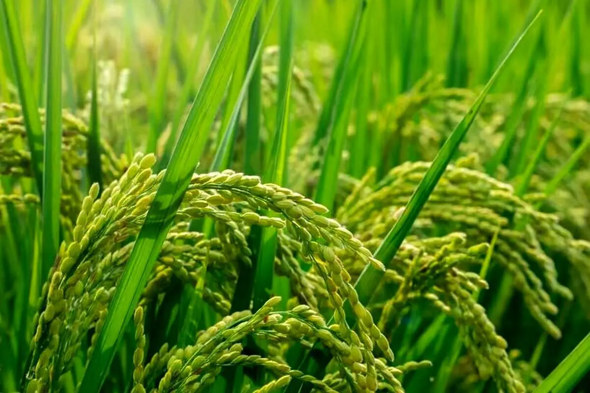 یک کشف جالب درباره برنج