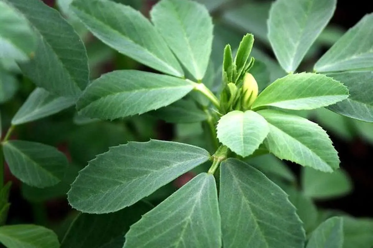 خواص درمانی گیاه «شنبلیله» از دیدگاه طب سنتی