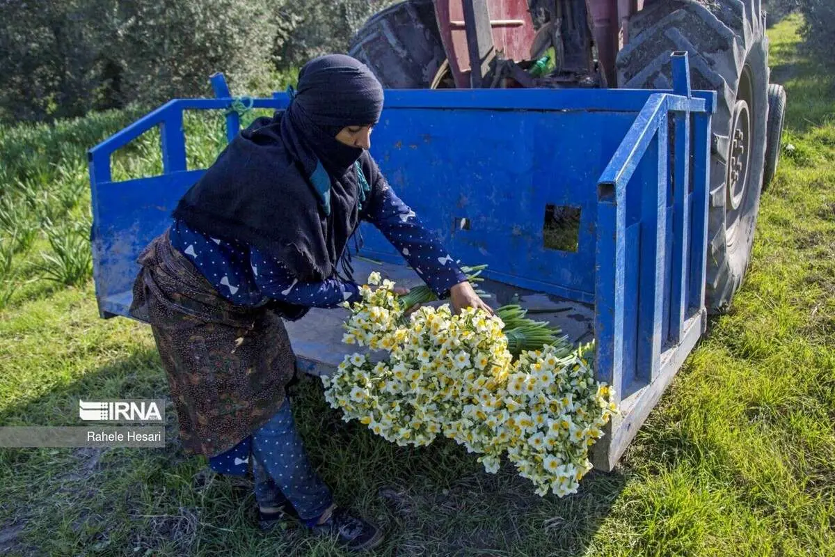 (تصاویر) برداشت نرگس در گلستان