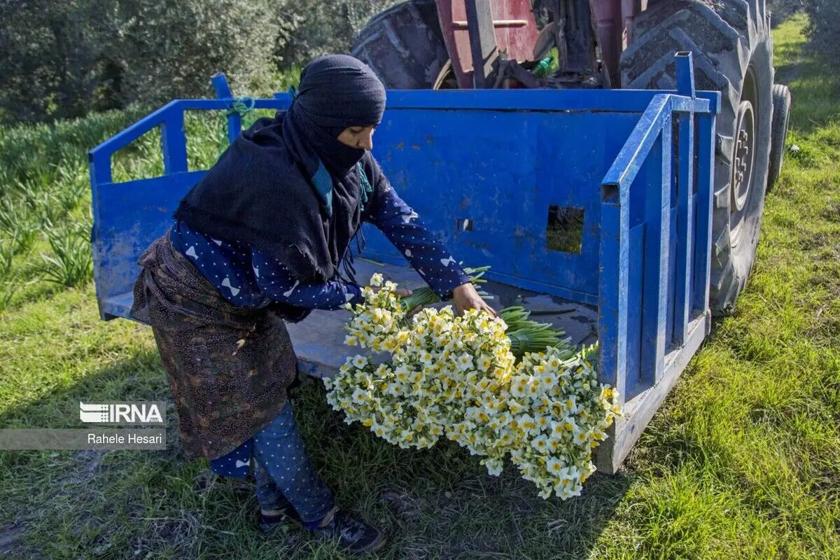 (تصاویر) برداشت نرگس در گلستان