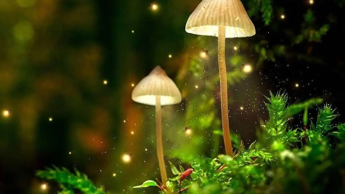 مکان های باورنکردنی روی زمین که در شب می درخشند