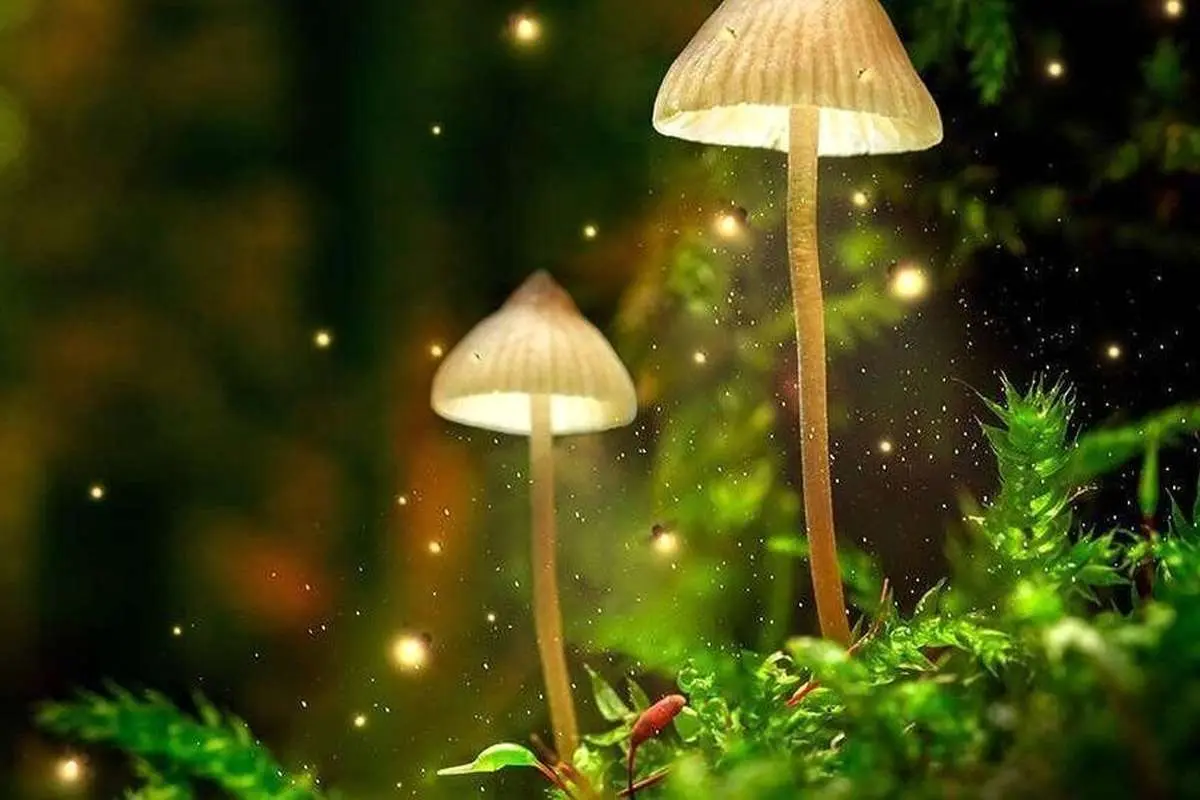 مکان های باورنکردنی روی زمین که در شب می درخشند