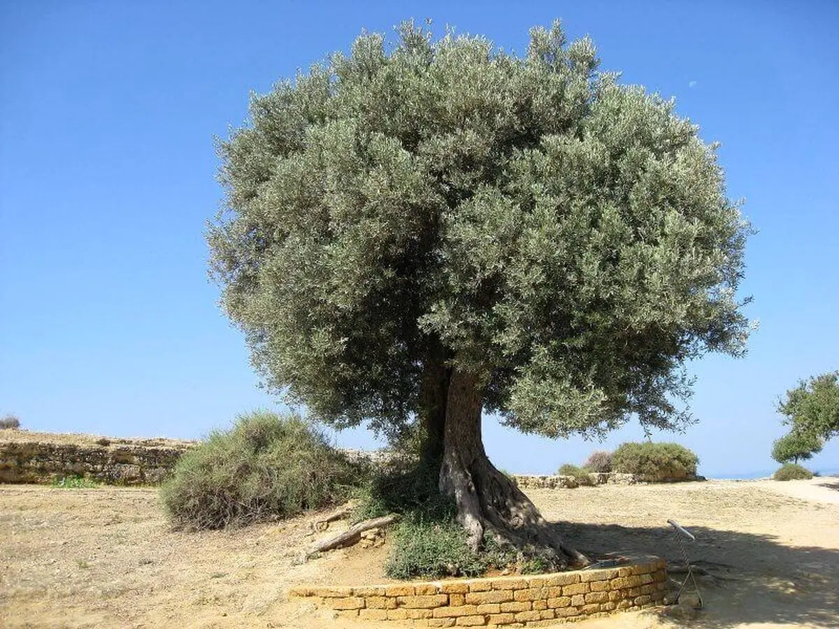 کدام درختان در مقابل خشکسالی مقاوم‌ترند؟