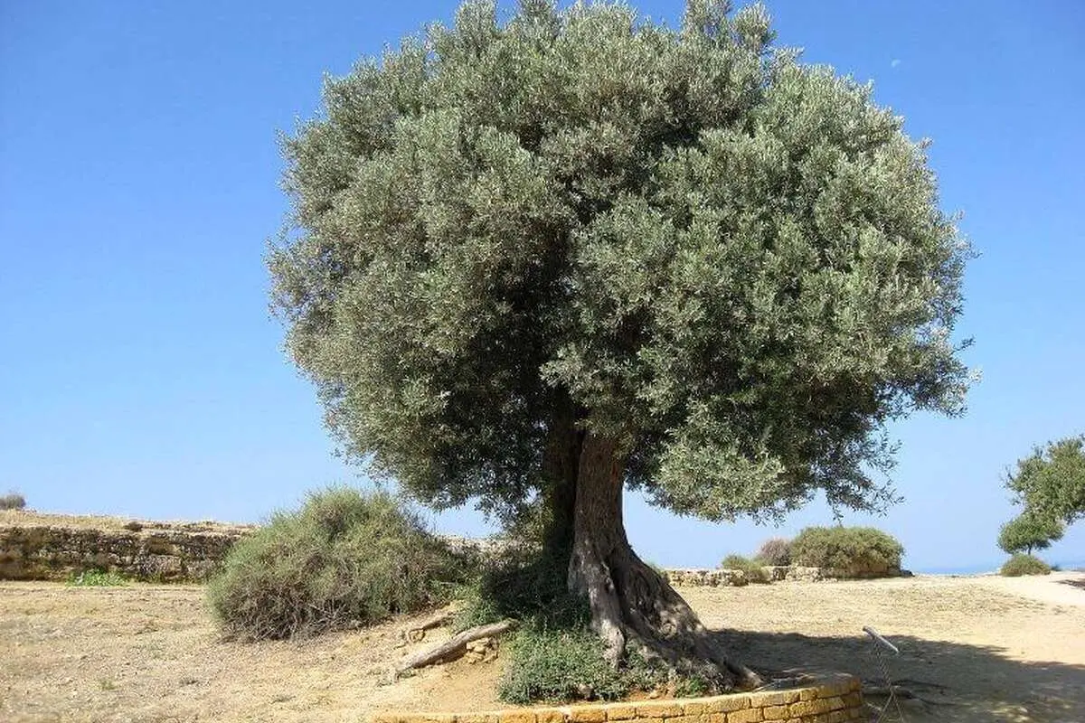 کدام درختان در مقابل خشکسالی مقاوم‌ترند؟