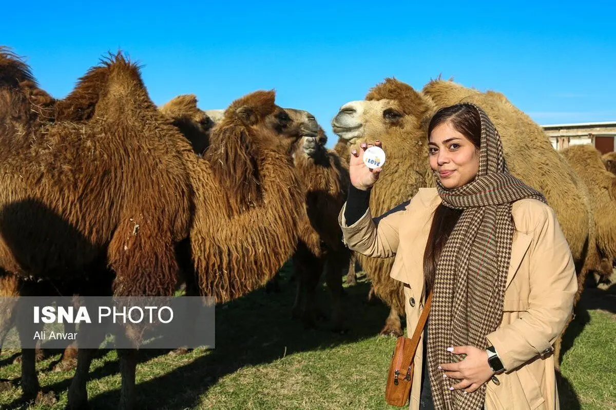 (تصاویر) مزرعه شتر دوکوهانه در جعفرآباد مغان