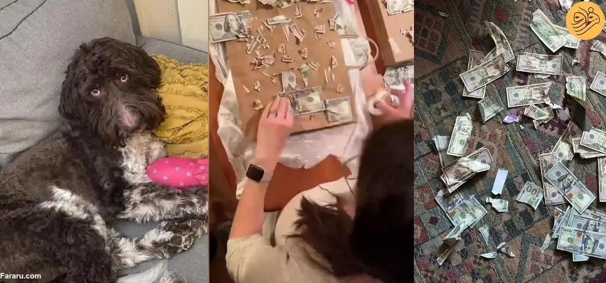 (ویدئو) سگ خانگی چهار هزار دلار پول نقد صاحبش را خورد!