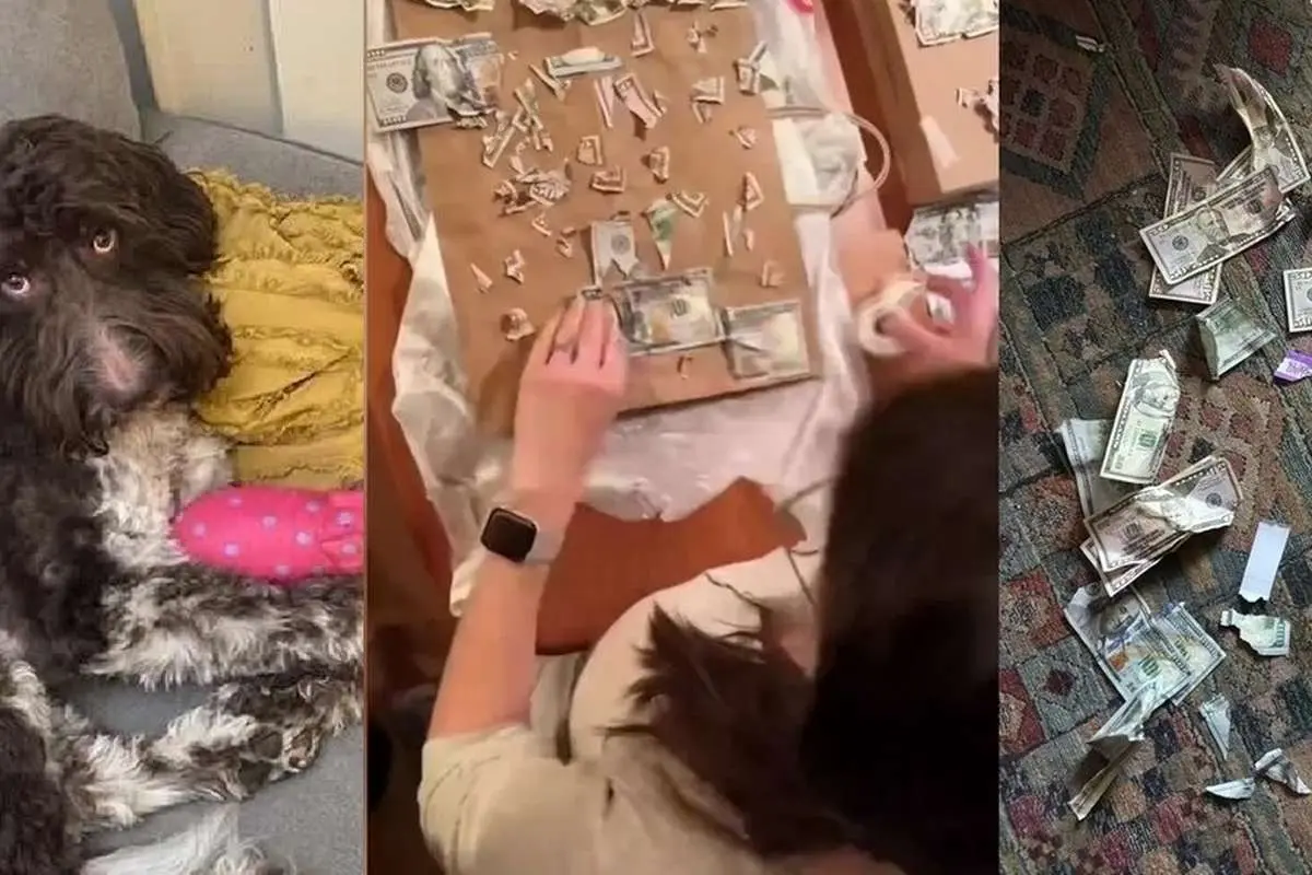 (ویدئو) سگ خانگی چهار هزار دلار پول نقد صاحبش را خورد!