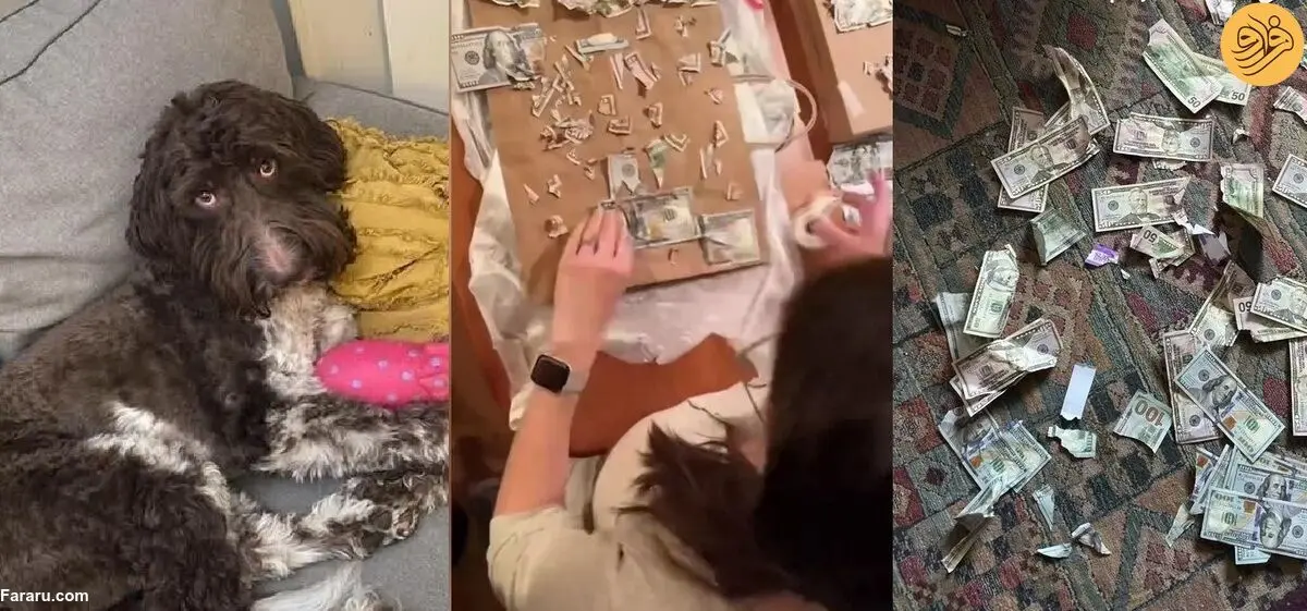 (ویدئو) سگ خانگی چهار هزار دلار پول نقد صاحبش را خورد!