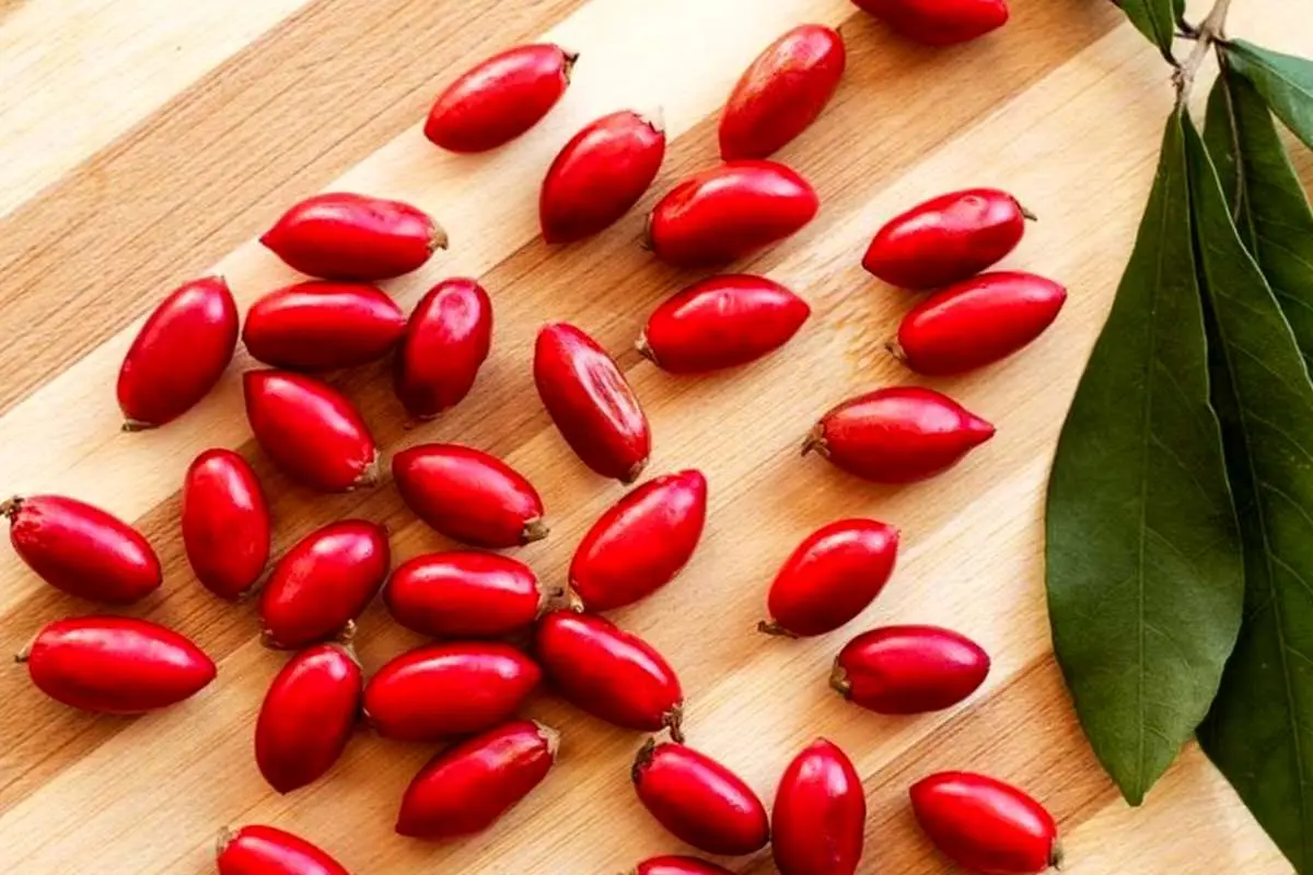 زفرو یا میراکل «میوه معجزه آسا» که ترش را به شیرین تبدیل می‌کند!