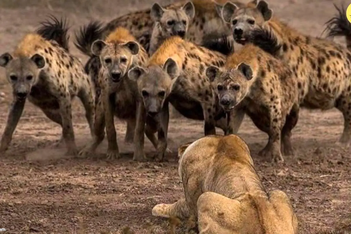(ویدئو) حمله شیر عصبانی به کفتار در حال دزدیدن غذایش