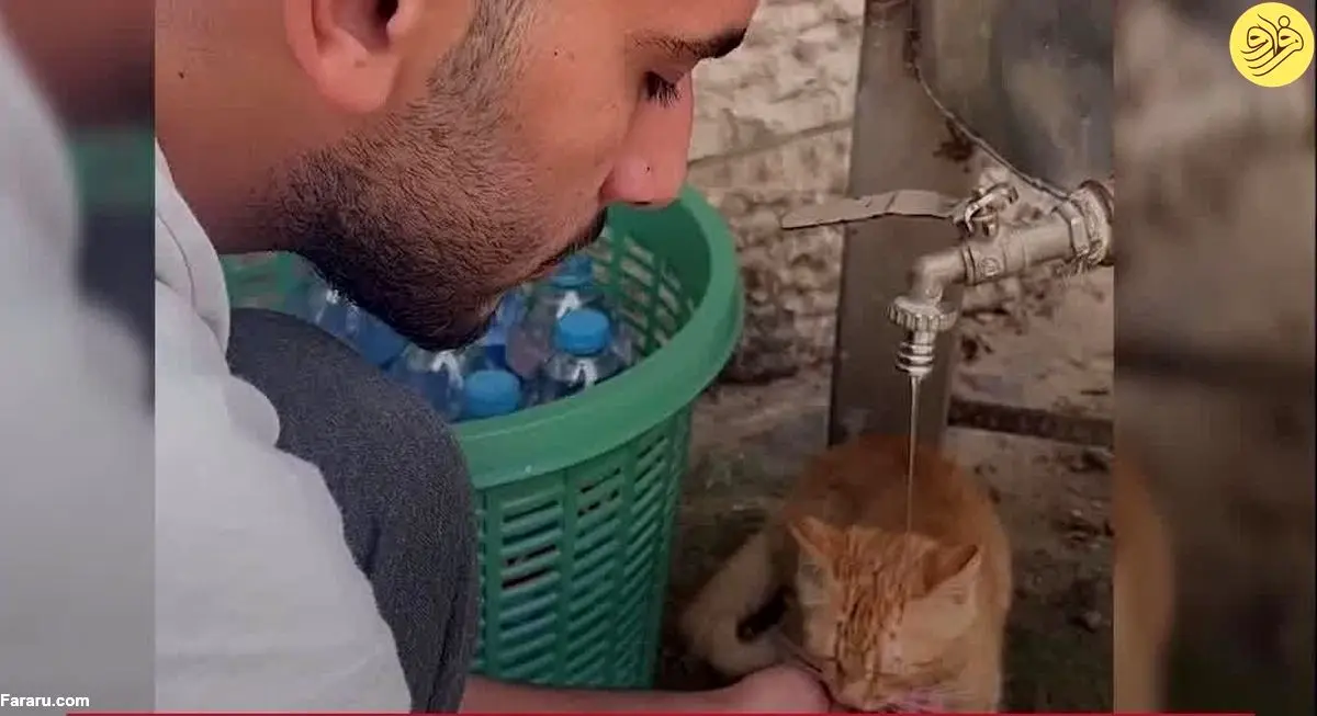 (ویدئو) سیراب کردن گربه تشنه در نوار غزه
