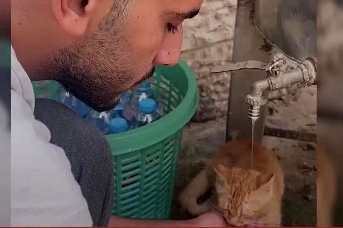 (ویدئو) سیراب کردن گربه تشنه در نوار غزه