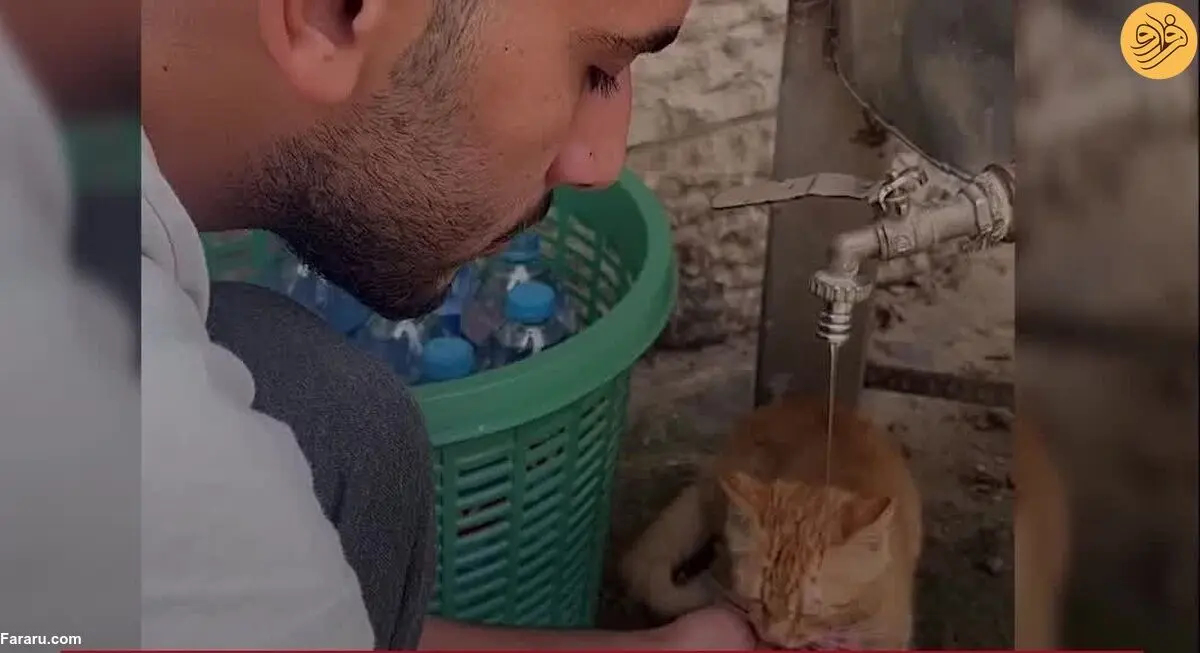 (ویدئو) سیراب کردن گربه تشنه در نوار غزه