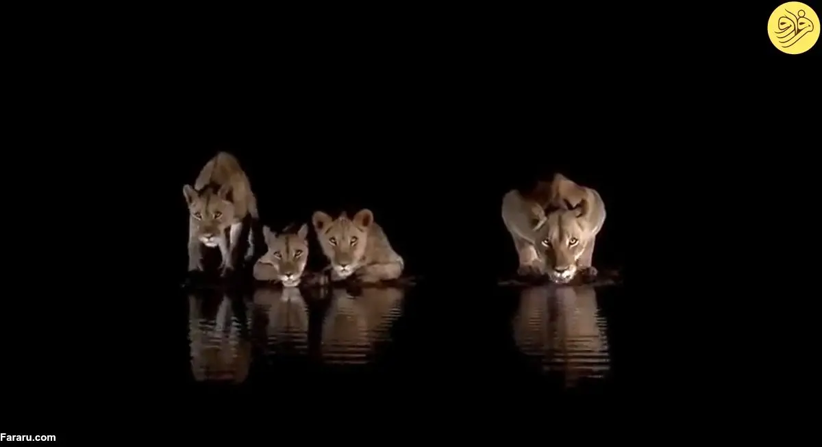 ویدئویی دیدنی از آب نوشیدن شیرها هنگام شب