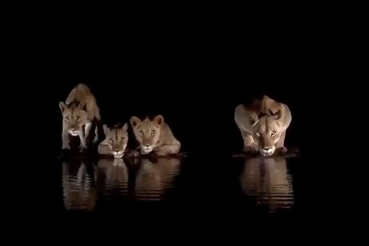 ویدئویی دیدنی از آب نوشیدن شیرها هنگام شب