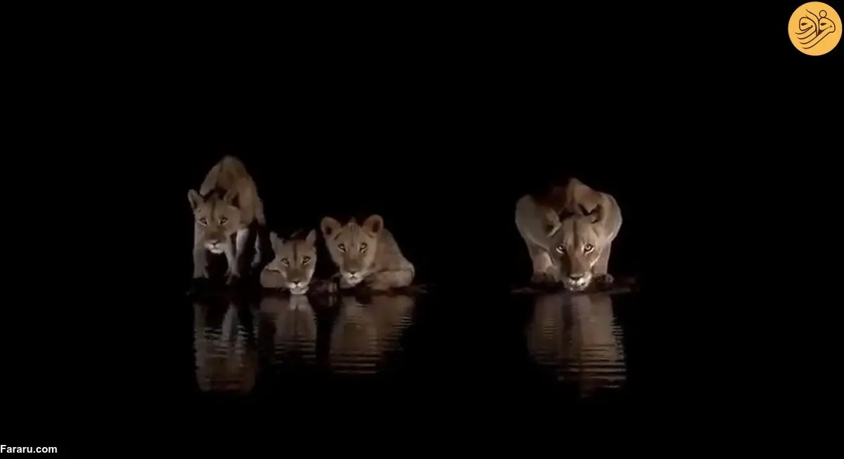 ویدئویی دیدنی از آب نوشیدن شیرها هنگام شب