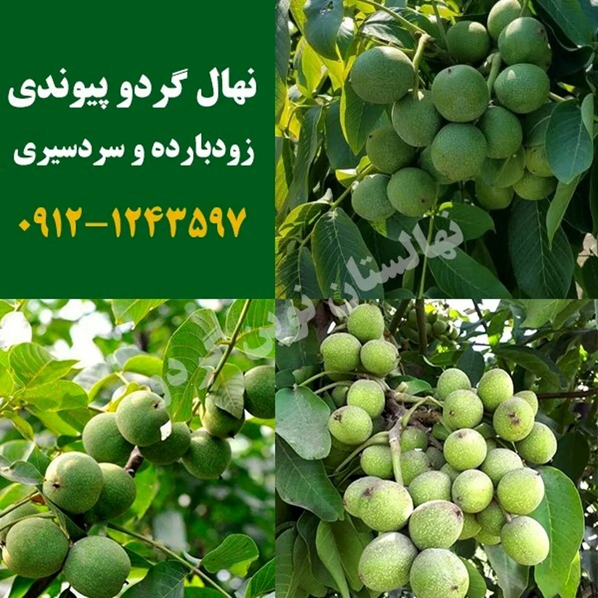 معرفی ۲ نهال گردو پیوندی با باردهی صد در صد تضمینی ۸ تن در هکتار!