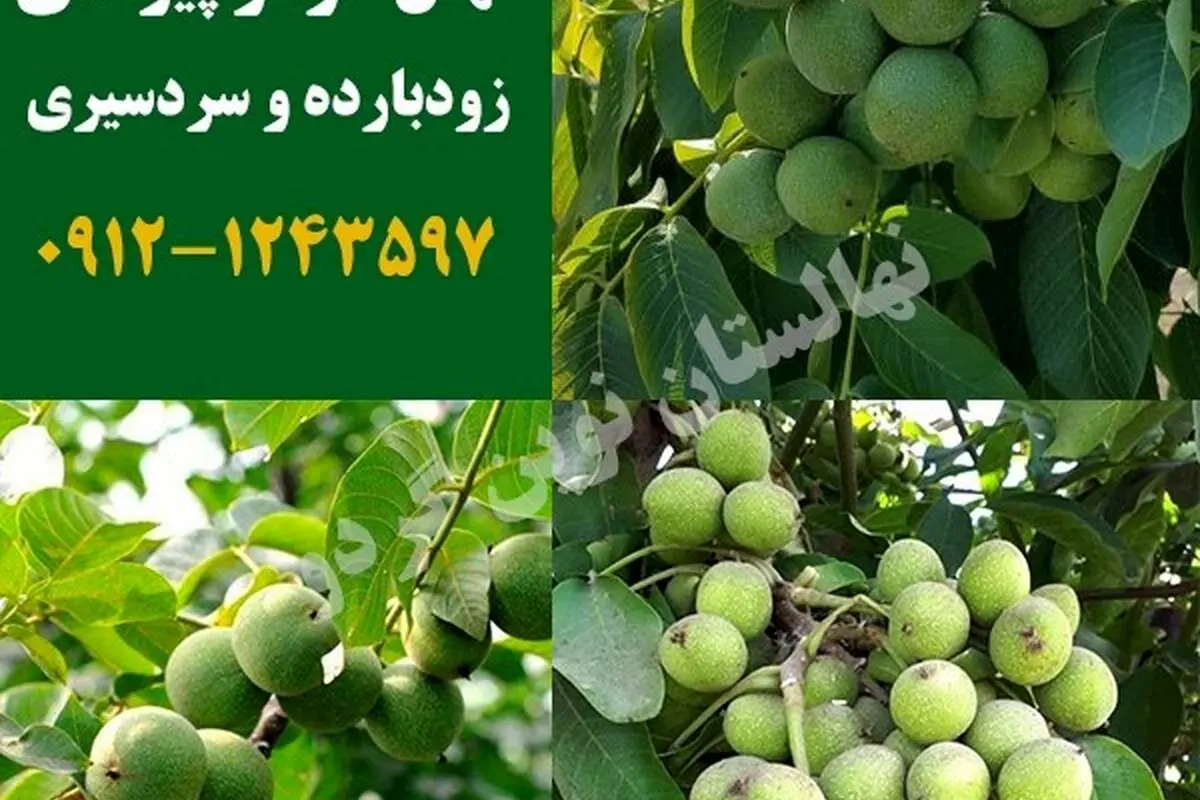معرفی ۲ نهال گردو پیوندی با باردهی صد در صد تضمینی ۸ تن در هکتار!