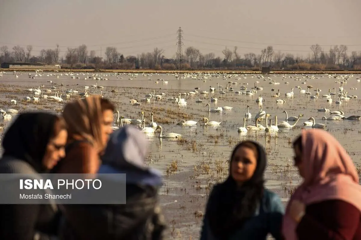 (تصاویر) تالاب سرخرود در حسرت قوهای مهاجر