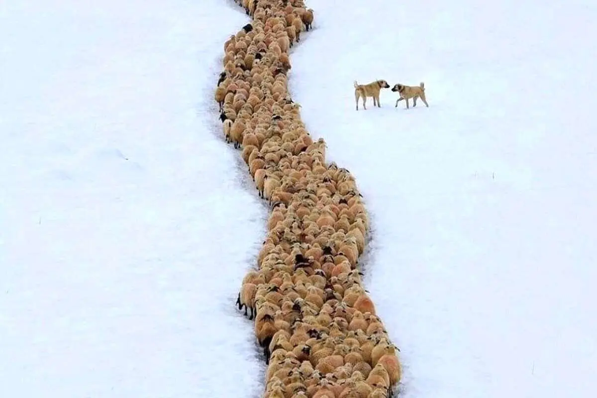 رژه دیدنی گله گوسفندان در برف ترکیه