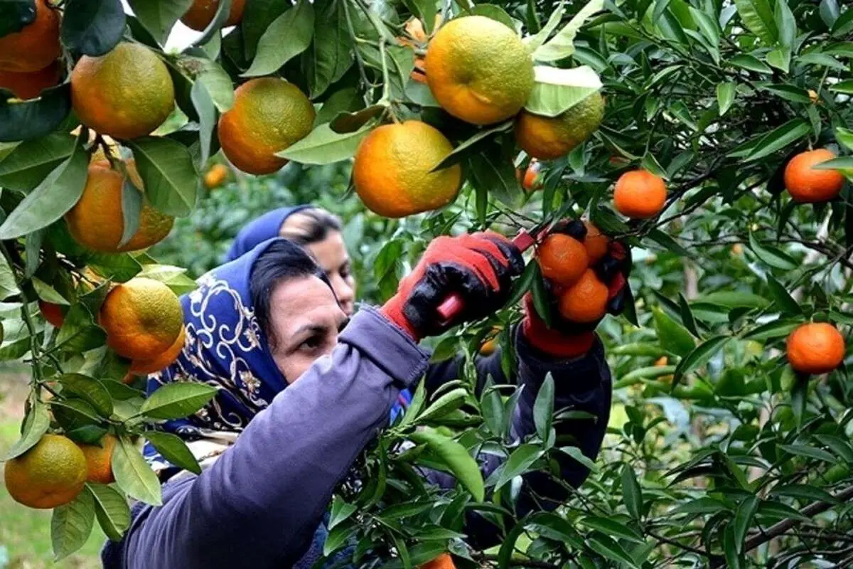 تولید مرکبات ۲ برابر افزایش یافت
