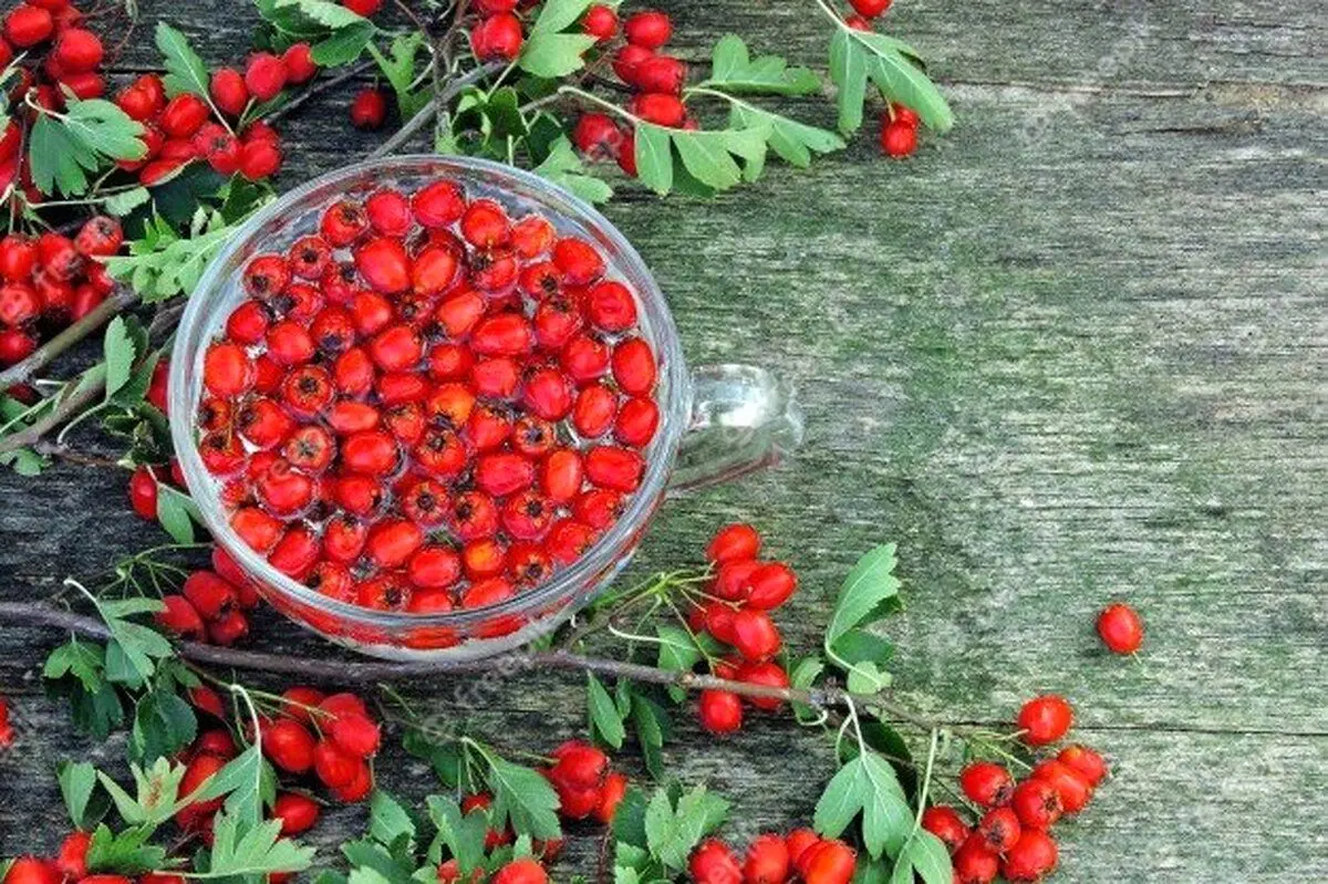 کاهش علائم تپش قلب با یک گیاه خوشمزه و خوشرنگ!