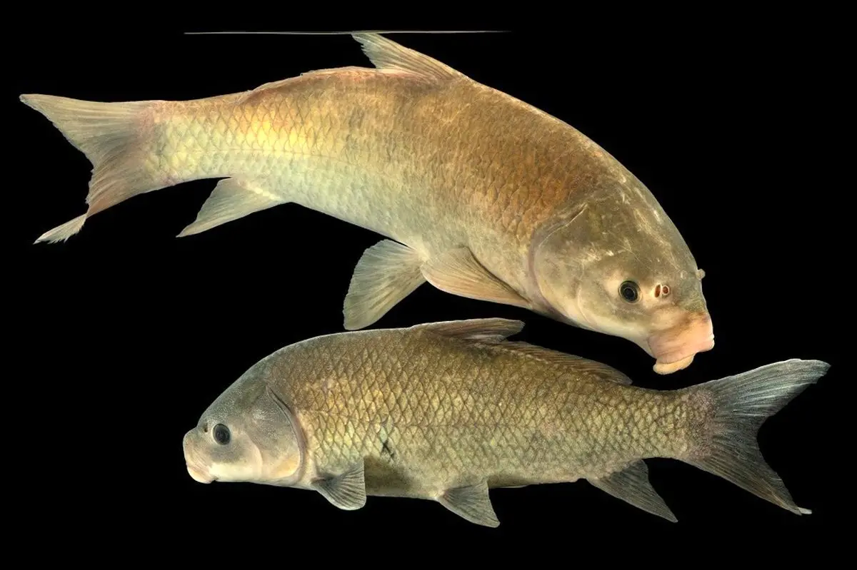 بوفالوماهی‌های ۱۰۰ ساله با افزایش سن سالم‌تر می‌شوند!