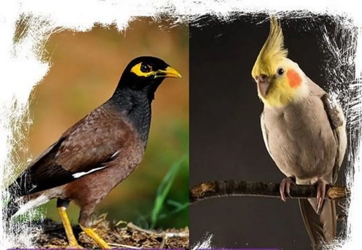 مقایسه عروس هلندی با مرغ مینا برای نگهداری در منزل