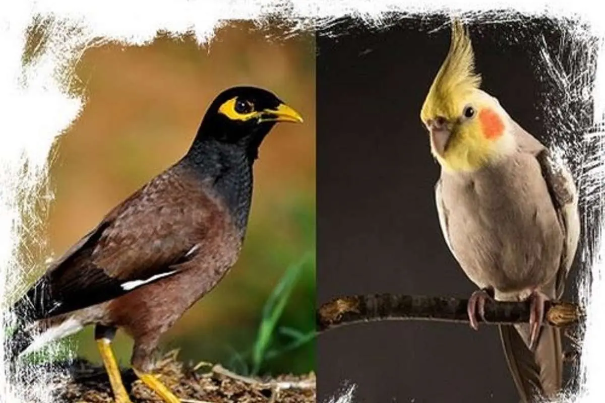 مقایسه عروس هلندی با مرغ مینا برای نگهداری در منزل
