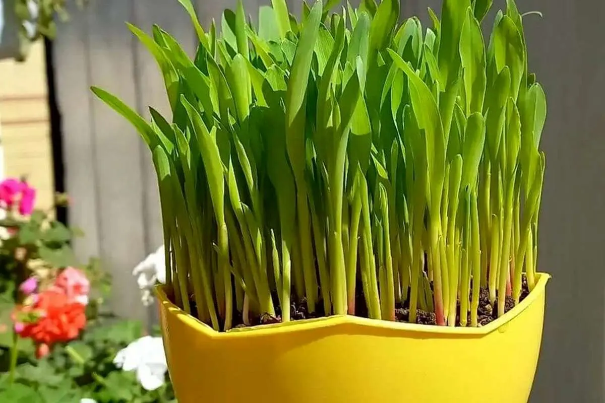 ترفند درست کردن سبزه انار برای عید نوروز
