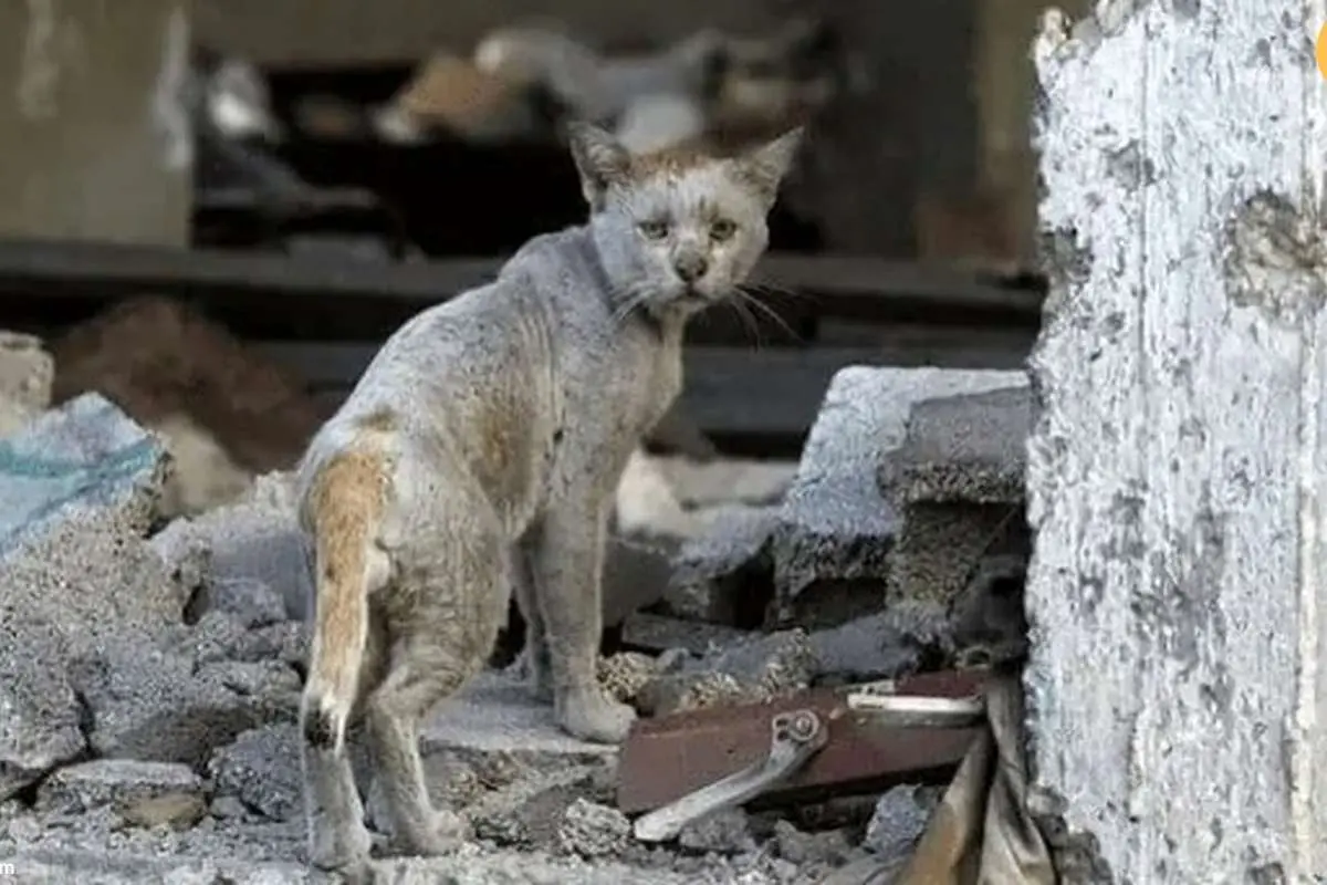 (ویدئو) پیرمرد فلسطینی به گربههای غزه غذا میدهد