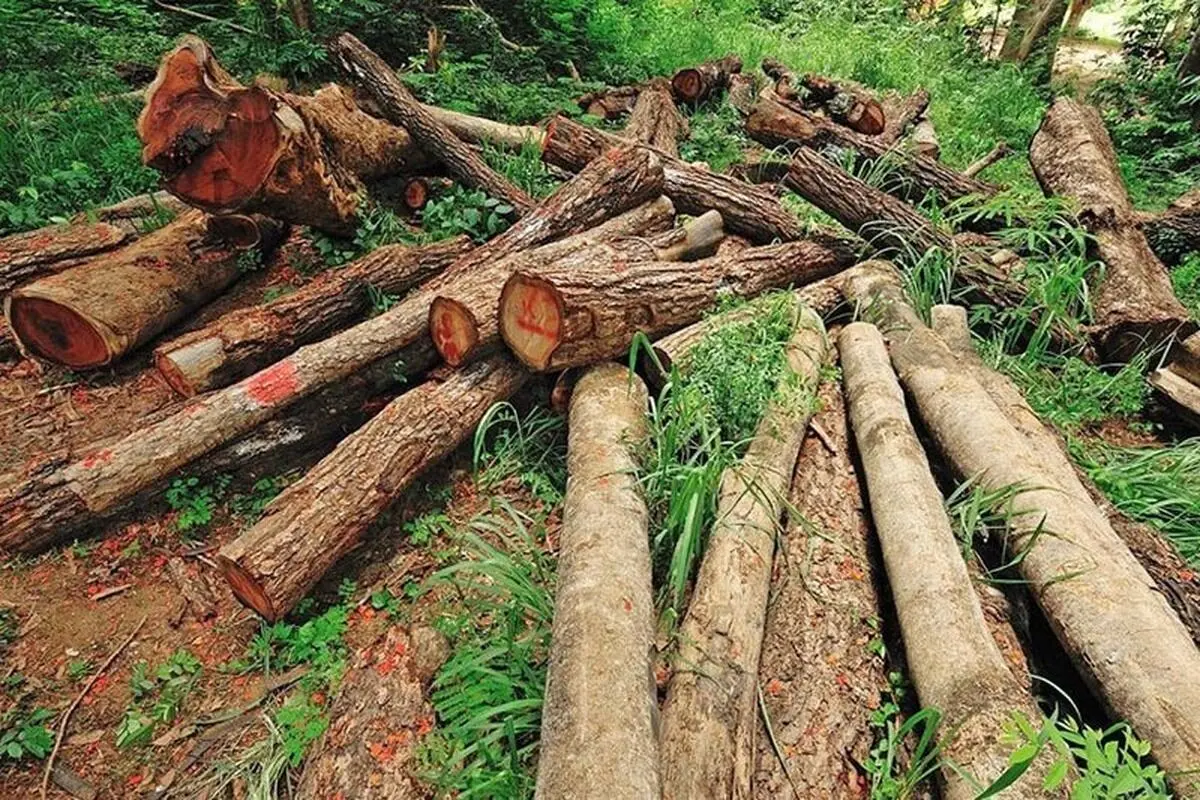 قطع ۶۰ اصله درخت در بوستان اقاقیا در منطقه ۳