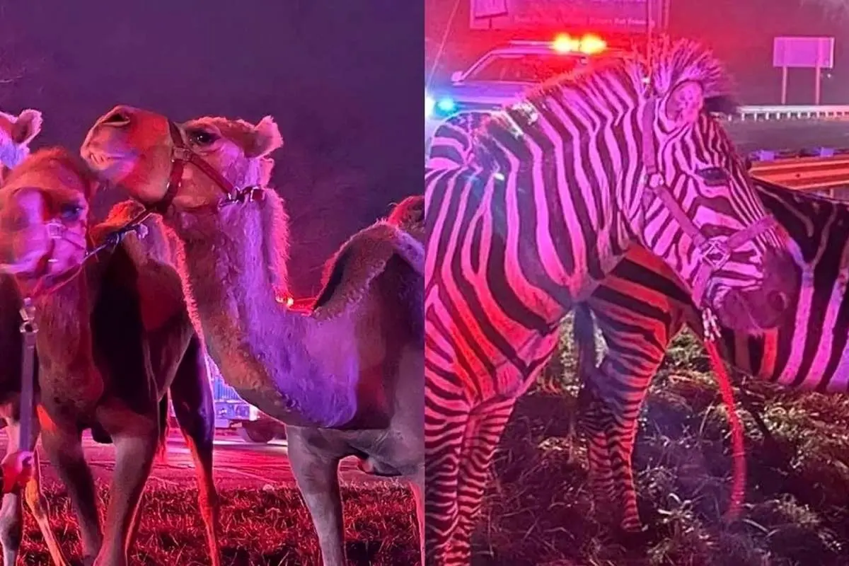 (ویدئو) نجات شترها و گورخرها از آتش سوزی یک تریلی
